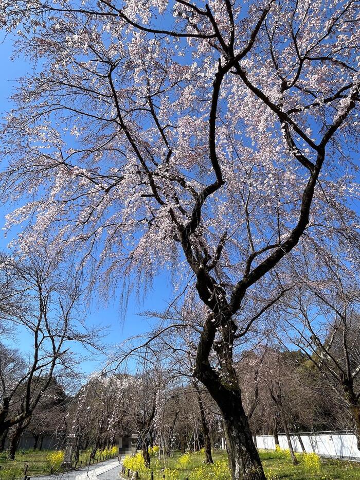 京都の早咲き桜スポット　平野神社　花見　ソメイヨシノ　菜の花