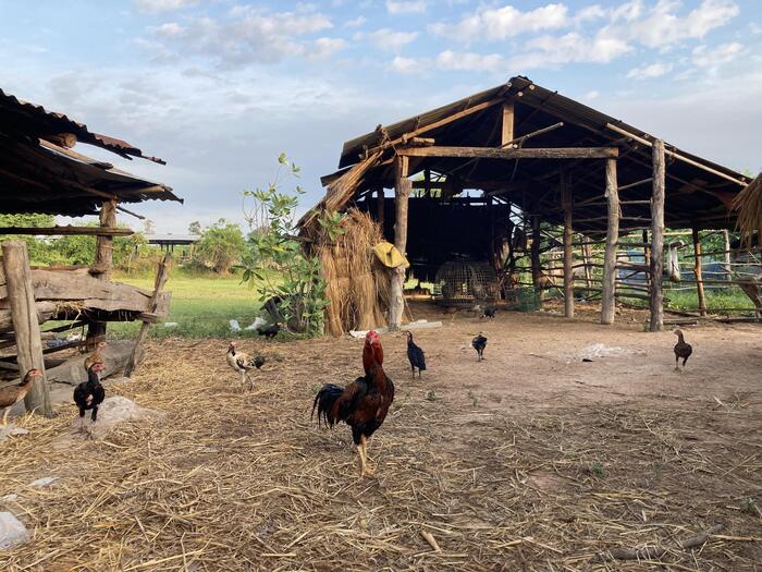 タイ イサーン　朝の村の風景　鶏