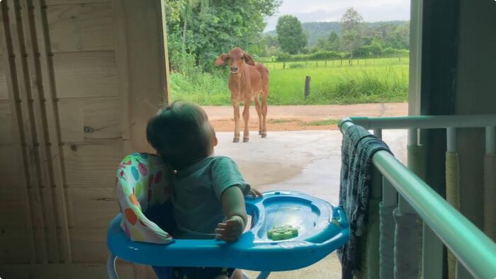 タイ イサーン　村の風景　牛が玄関にたっている