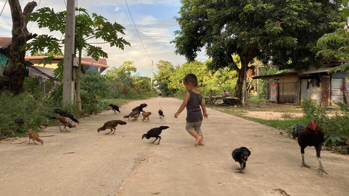 タイ イサーン　村の風景　鶏と子供