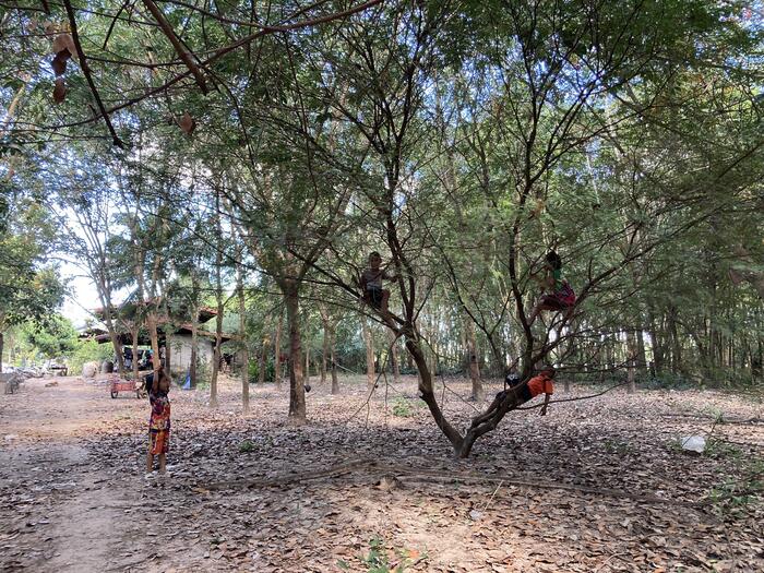 タイ イサーン　村の風景　木登りをする子供たち