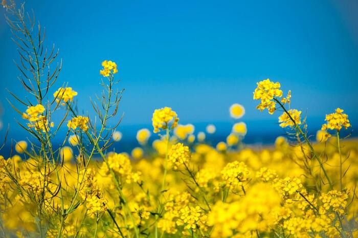 スーパーブルーム　カリフォルニア　絶景　散歩　ワイルドフラワー