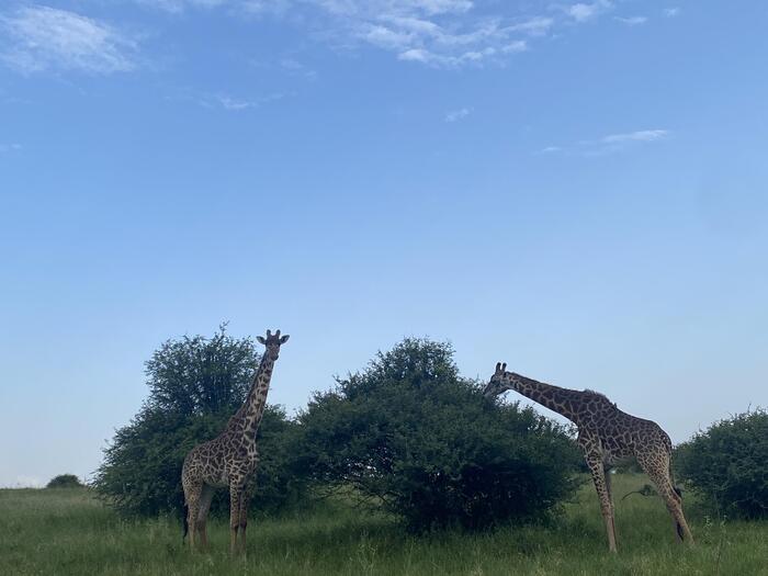ケニア・ナイロビ国立公園で出会う命の鼓動　キリン