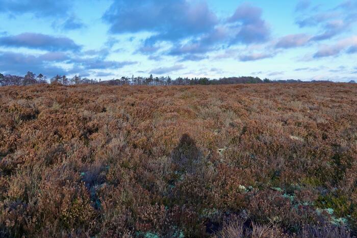 レッドモス保護区、泥炭層湿原　スコットランド　モルト
