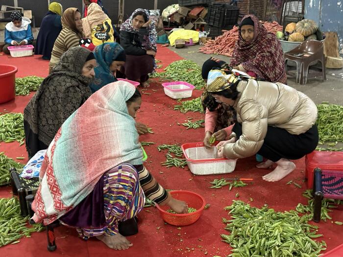 インド アムリトサル旅行 黄金寺院　ボランティア