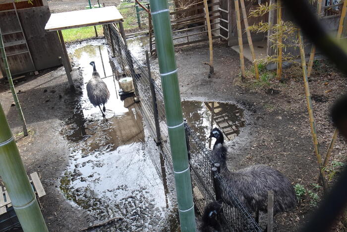 市川市動植物園 エミュー　小屋