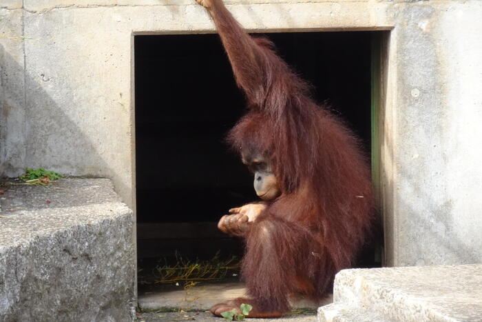 市川市動植物園 パンチくん サル山