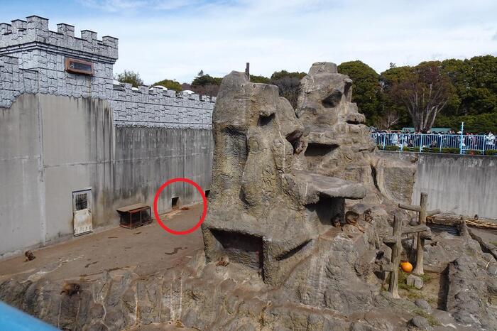 市川市動植物園 パンチくん サル山