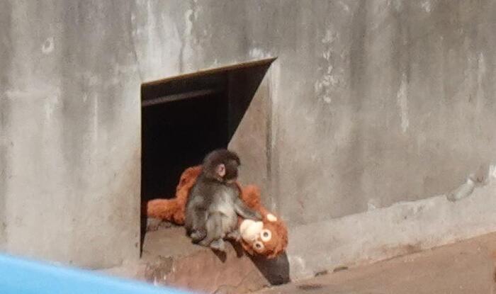 市川市動植物園 パンチくん サル山 ぬいぐるみ