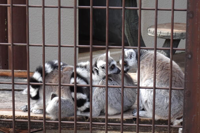 市川市動植物園 ワオキツネザル
