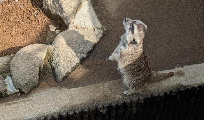 市川市動植物園 ミーアキャット