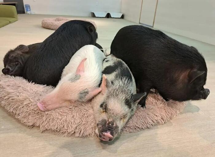 市川市動植物園 マイクロブタ