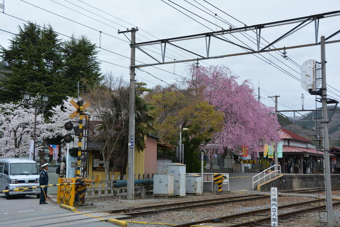 長瀞桜花見ガイド 桜　花見スポット　名所　長瀞駅前