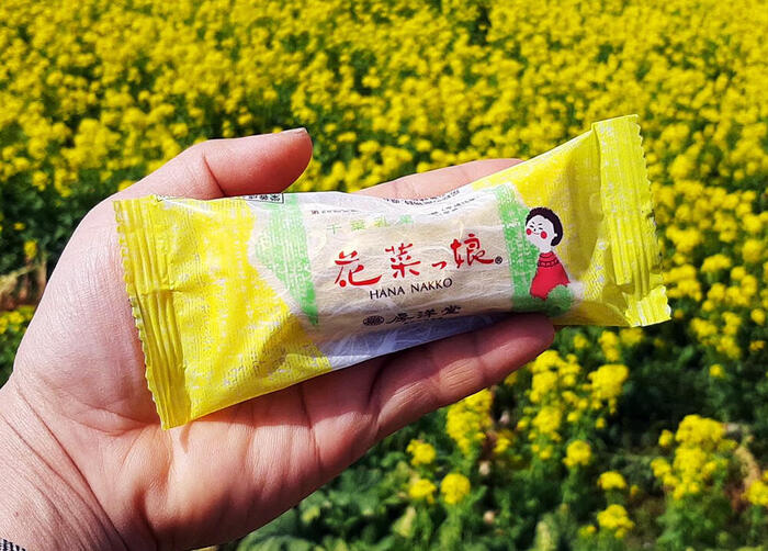 南房総　お茶　野点　観光　お菓子　菜の花