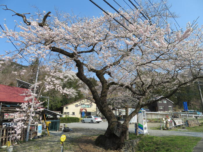 長瀞桜花見ガイド 桜　花見スポット　名所　大手の桜