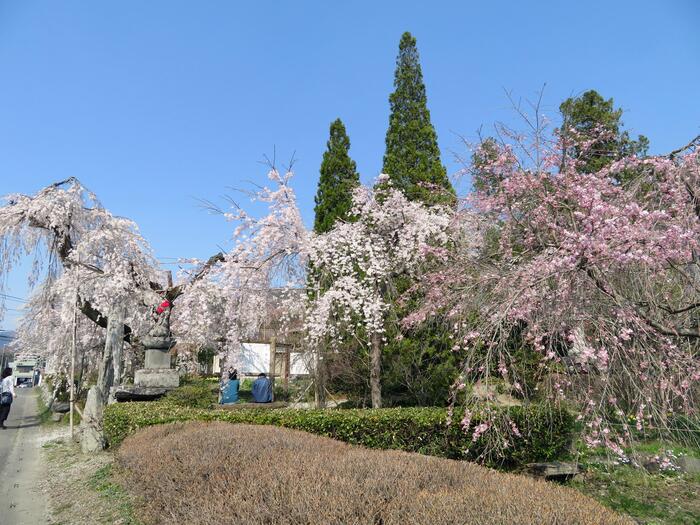 長瀞桜花見ガイド 桜　花見スポット　名所　法善寺