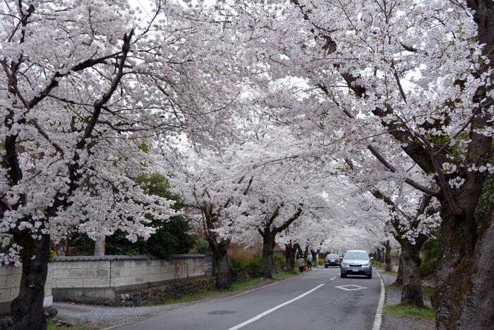 長瀞桜花見ガイド 桜　花見スポット　名所　北桜通り