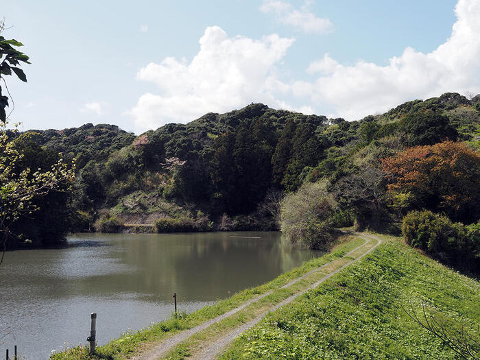 南房総　お茶　野点　観光　春　安馬谷里山