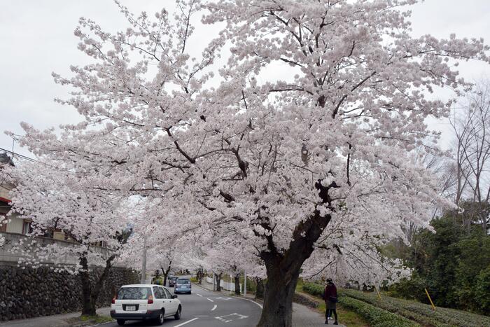 長瀞桜花見ガイド 桜　花見スポット　名所　北桜通り