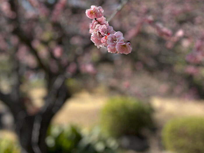 千葉県柏市　散歩　モデルコース　あけぼの山農業公園 日本庭園　梅　見驚