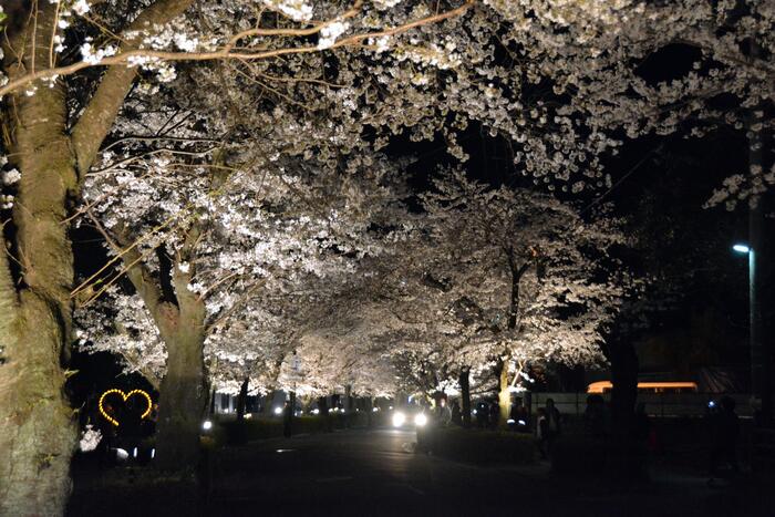 長瀞桜花見ガイド 桜　花見スポット　名所　夜桜