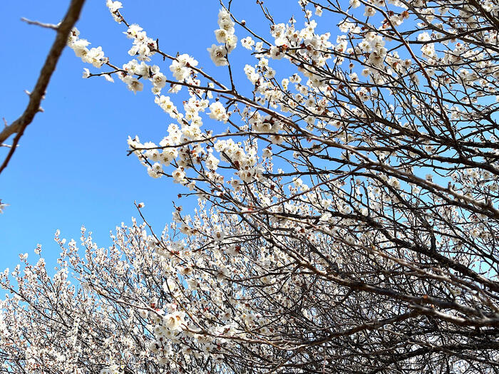 千葉県柏市　散歩　モデルコース　あけぼの山農業公園 　梅　白加賀