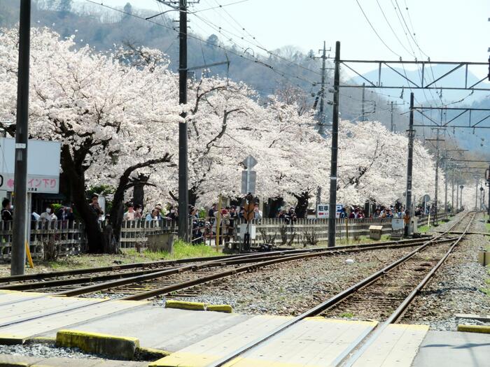長瀞桜花見ガイド 桜　花見スポット　名所　南桜通り
