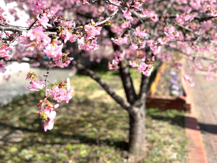 千葉県柏市　散歩　モデルコース　あけぼの山農業公園 河津桜
