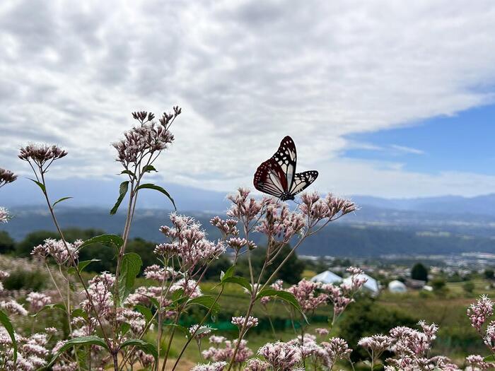 高峰高原　浅間山　登山　秋　アサギマダラ