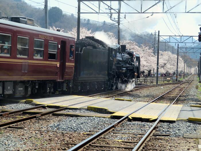 長瀞桜花見ガイド 桜　花見スポット　名所　南桜通り　SL　