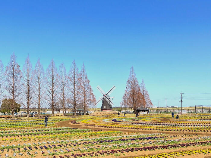 千葉県柏市　散歩　モデルコース　あけぼの山農業公園 風車　花畑