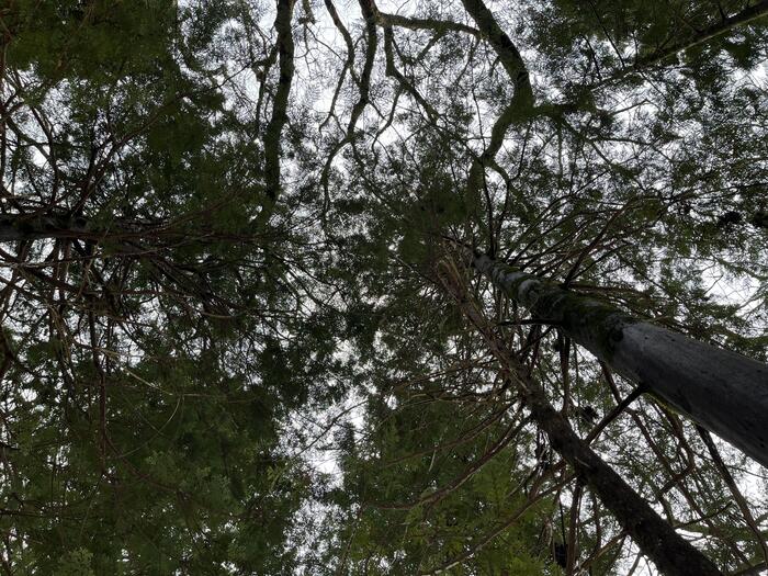 青森県  津軽海峡マグロ女子会　マグ女　ビバの森　