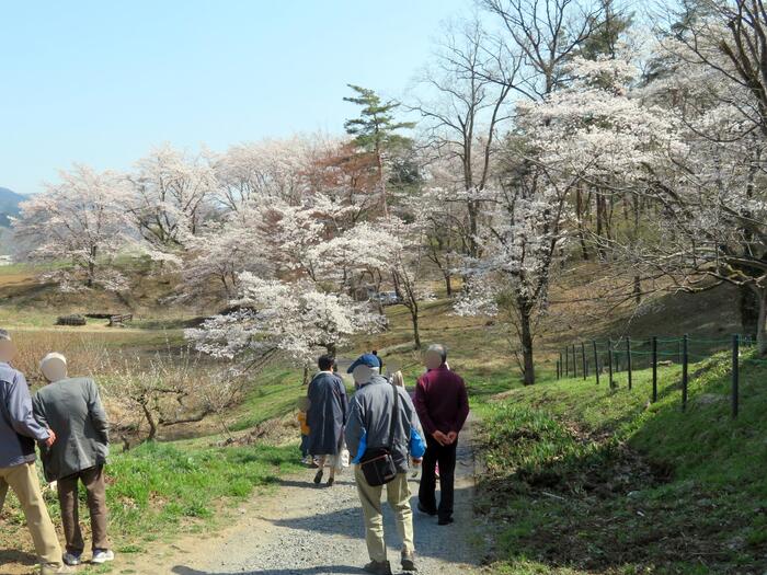 j長瀞桜花見ガイド 桜　花見スポット　名所　野土山