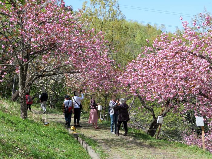 長瀞桜花見ガイド 桜　花見スポット　名所