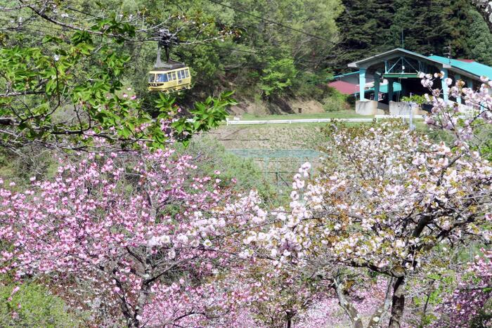 長瀞桜花見ガイド 桜　花見スポット　名所　宝登山ロープウェイ