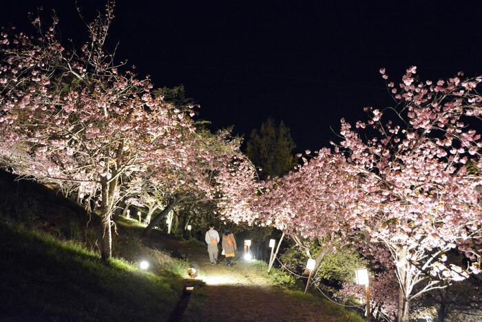 長瀞桜花見ガイド 桜　花見スポット　名所　夜桜