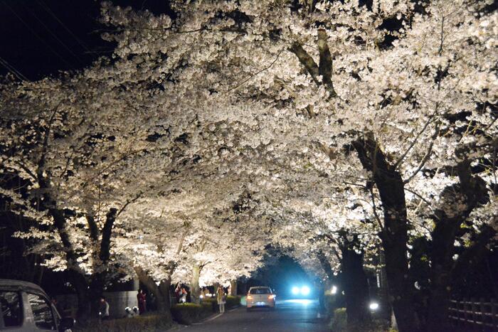 長瀞桜花見ガイド 桜　花見スポット　名所　夜桜