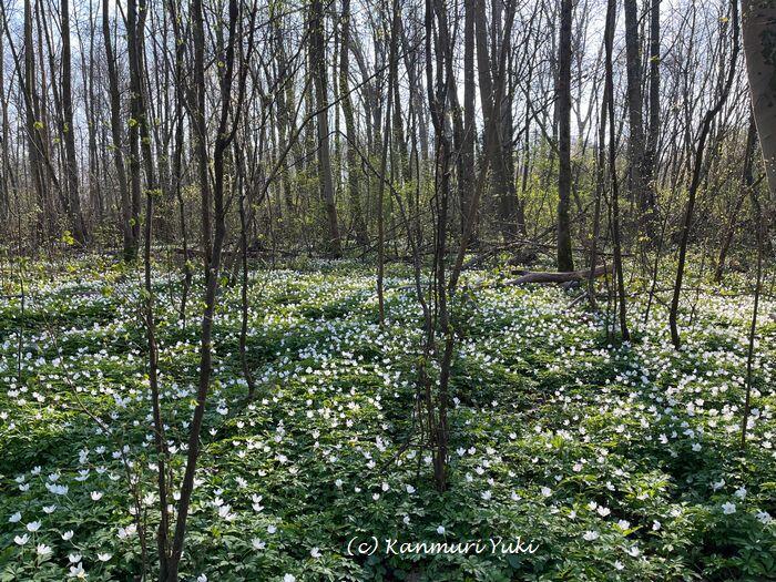 フランス人 暮らし方　生活　自然
