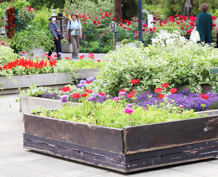 江の島サムエル・コッキング苑　　逗子・鎌倉・江の島　GW　日帰りドライブ　モデルコース　公園