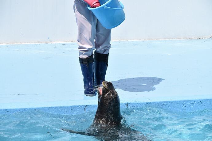 室蘭民報みんなの水族館　北海道　ショー　観光