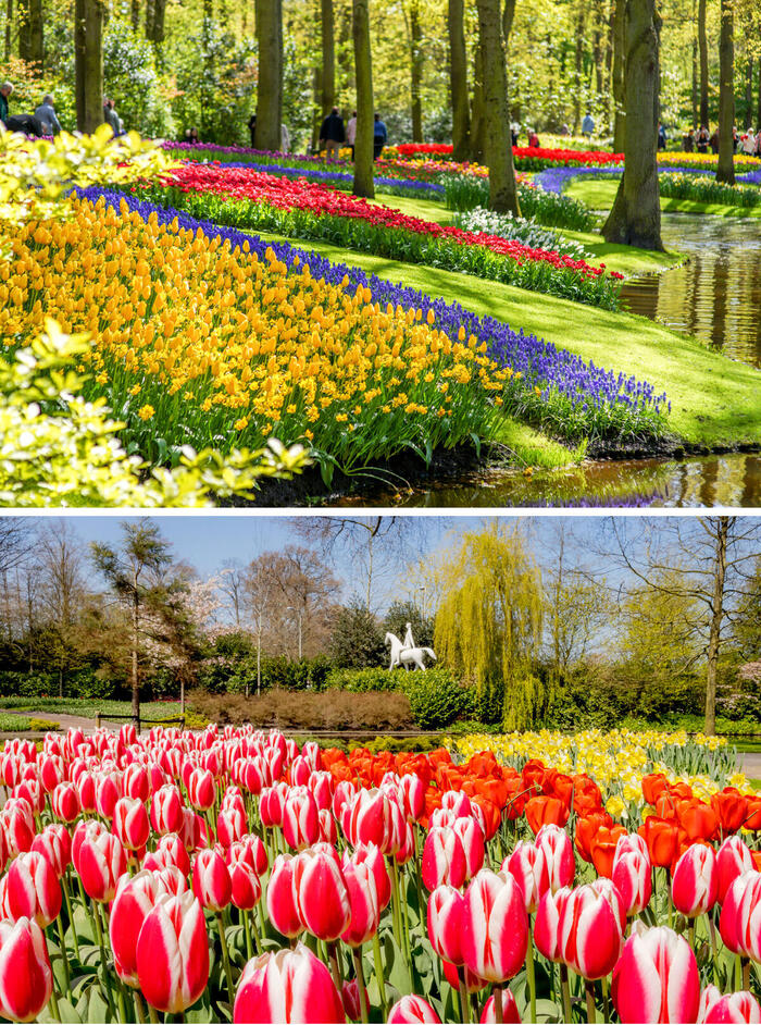オランダの春の絶景スポット「キューケンホフ」チューリップ　イベント
