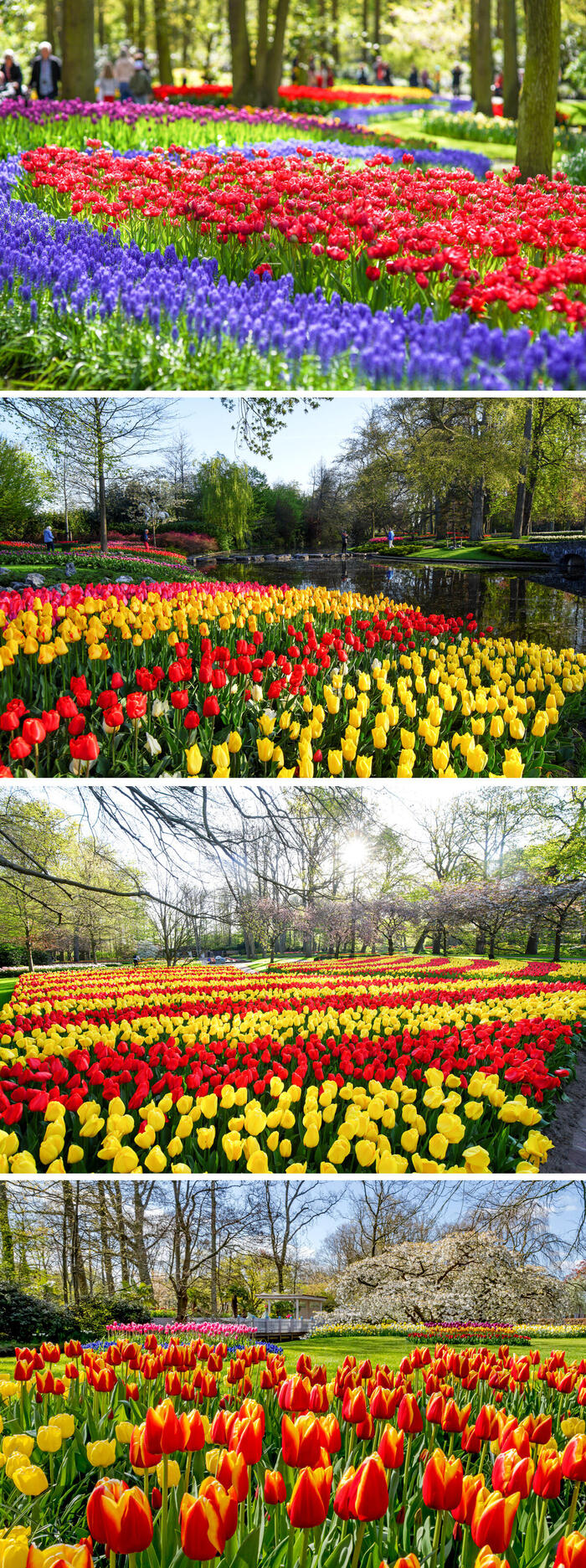 オランダの春の絶景スポット「キューケンホフ」チューリップ　イベント　観光