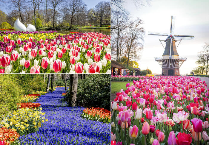 オランダの春の絶景スポット「キューケンホフ」チューリップ　イベント　観光