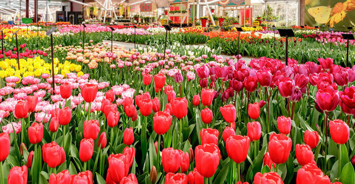 オランダの春の絶景スポット「キューケンホフ」チューリップ　イベント　観光