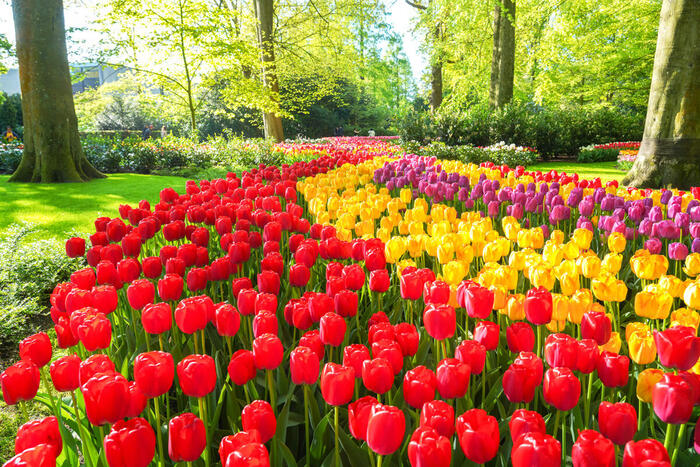 オランダの春の絶景スポット「キューケンホフ」チューリップ　イベント　観光