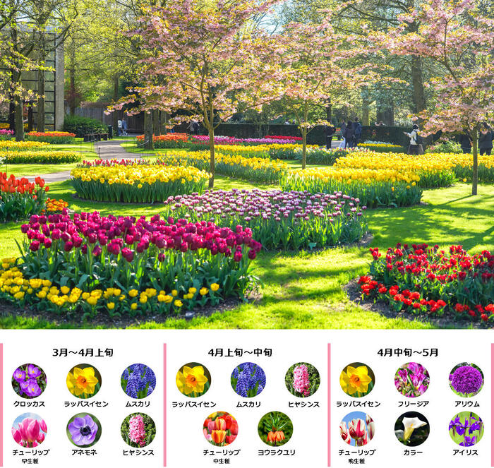 オランダの春の絶景スポット「キューケンホフ」チューリップ　イベント　観光　スケジュール