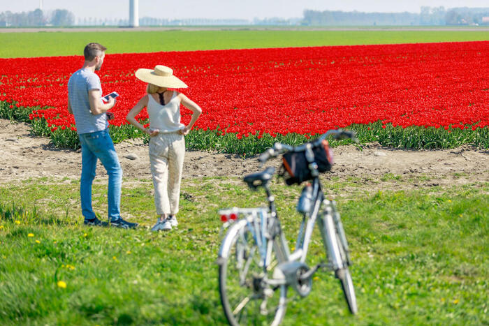 オランダの春の絶景スポット「キューケンホフ」サイクリング　イベント　観光