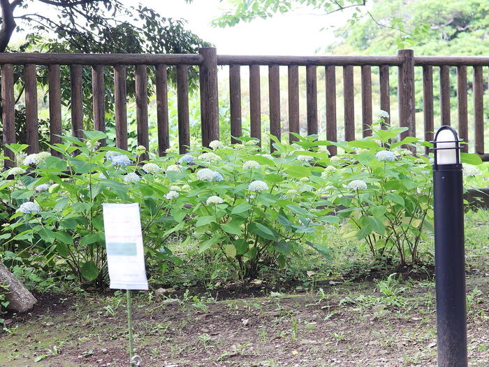 江島神社　紫陽花　逗子・鎌倉・江の島　GW　日帰りドライブ　モデルコース