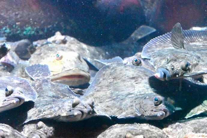 室蘭民報みんなの水族館　北海道　展示　魚　観光