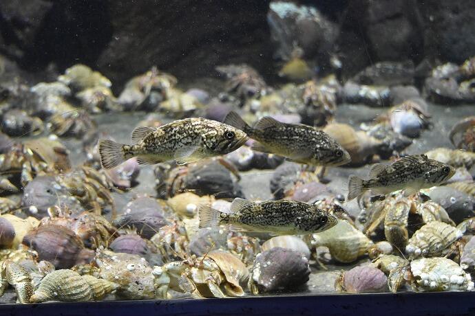 室蘭民報みんなの水族館　北海道　展示　魚　観光